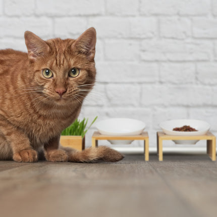 Ensemble avec gamelle pour chat et gamelle pour herbe pour chat