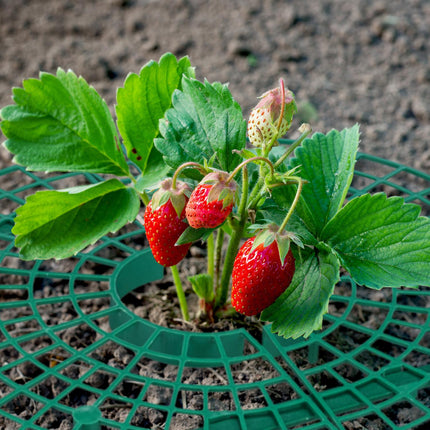 Support pour fraises, pack de 8