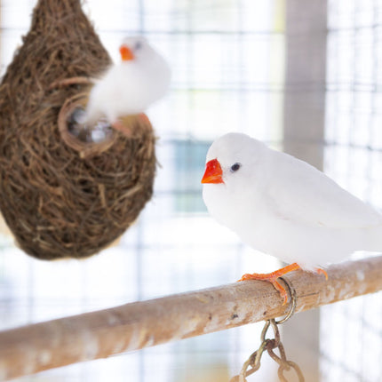 Tropfenförmiges Vogelnest