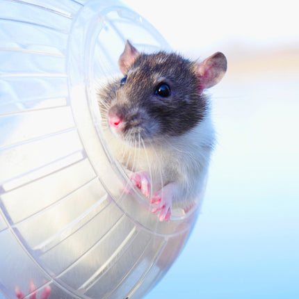 Transparenter Hamsterball Ø 14 cm