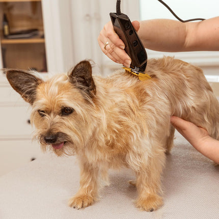 Wahl Multi-Cut Hundehaarschneidemaschine für kleine und mittelgroße Hunde