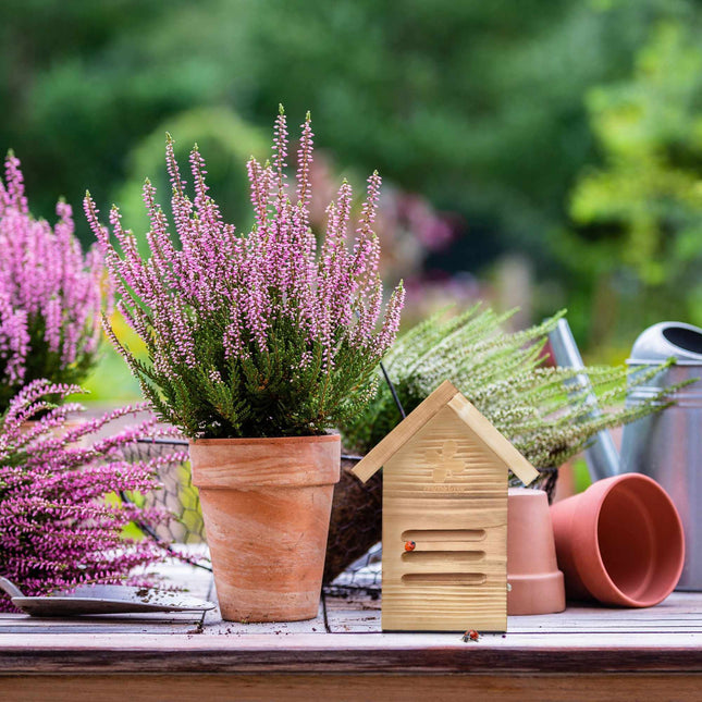 Maison de coccinelle en bois