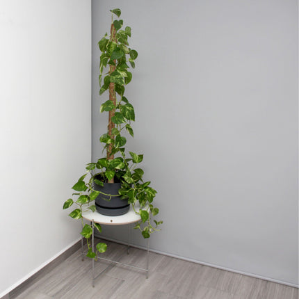 5er Set Kokosstäbe 90 cm